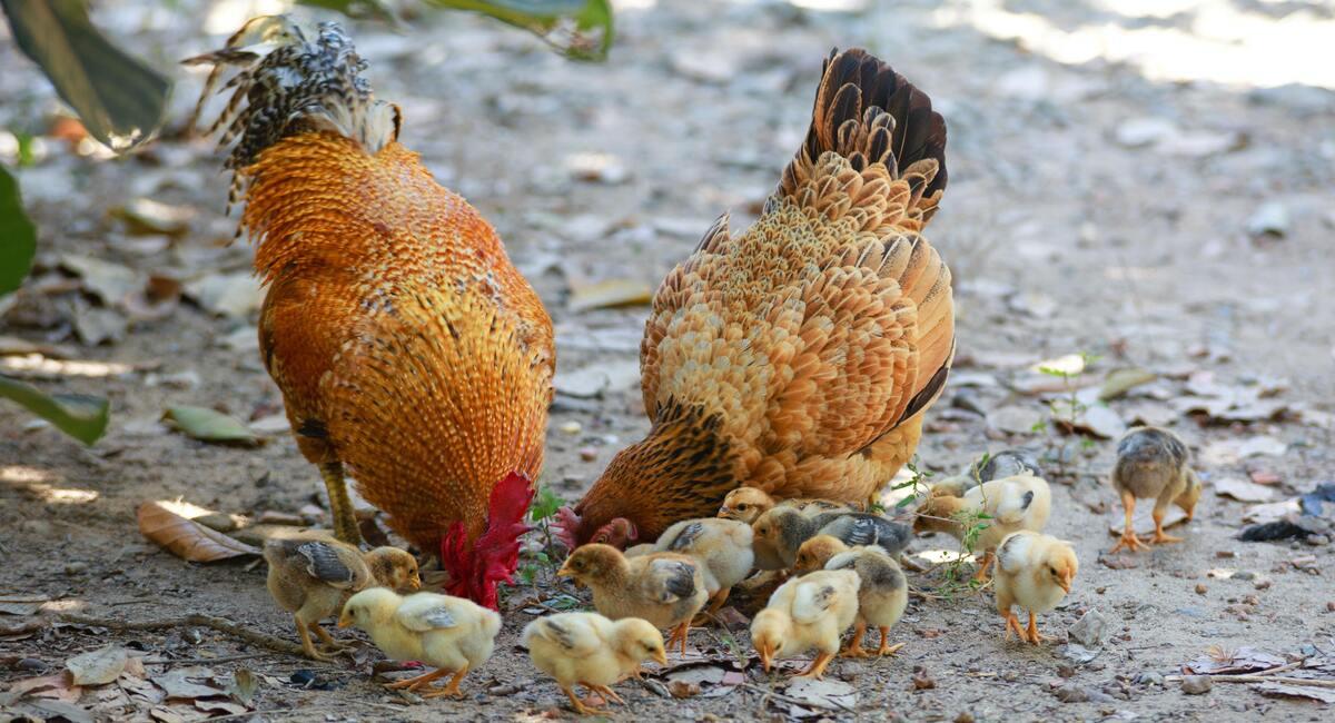Las autoridades realizarán controles de la carne de pollo y los huevos que se envían a los mercados del país. Foto: Pexels
