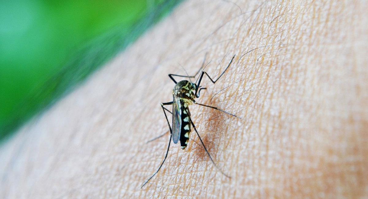 Bolivia reporta más de 3.300 casos de dengue a nivel nacional. Foto: Pixabay
