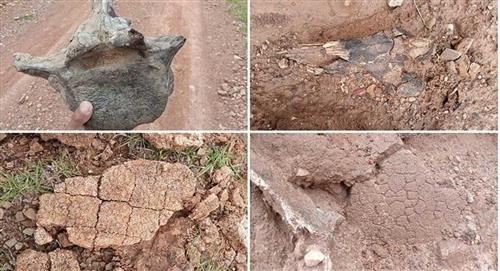 En Potosí hallan restos fósiles de un gliptodonte o armadillo gigante