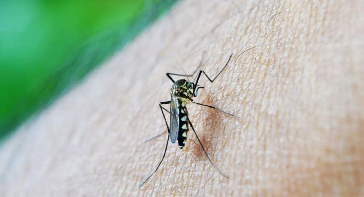 Los casos de dengue continúan incrementando especialmente en el norte de La Paz. Foto: Pixabay