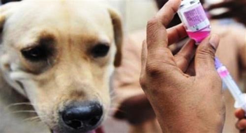 La Paz: Inicia vacunación tras registrarse cuatro casos de rabia canina