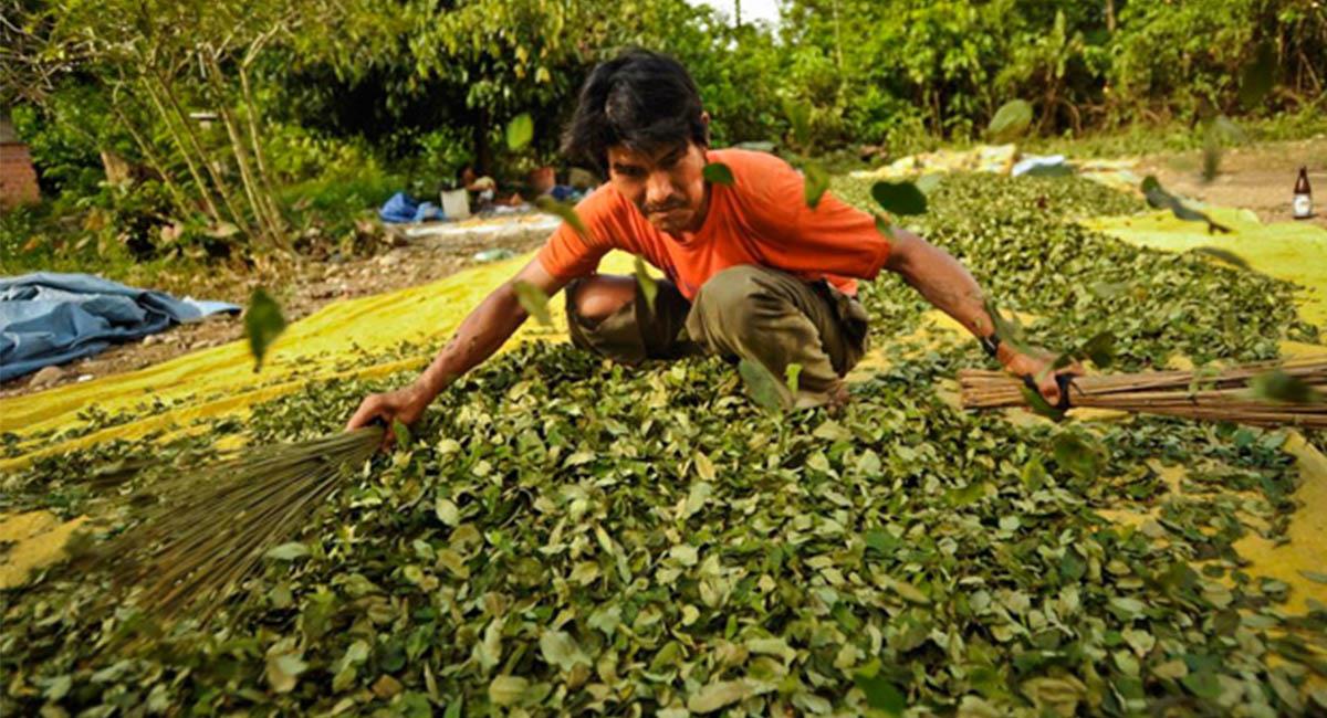 La producción de coca en Bolivia se ha elevado con respecto a los años previos. Foto: Twitter @Mision_verdad