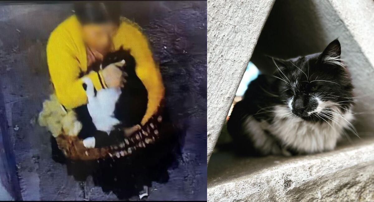 Walter es buscado por vecinos y funcionarios de la Embajada, que piden que el gato sea devuelto. Foto: Facebook Embajada de Brasil en La Paz