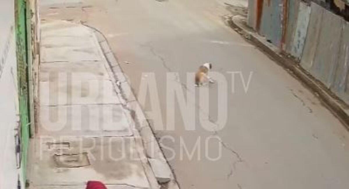 La propietaria del inmueble señaló que el can se asustó por el ingreso de material de construcción y saltó. Foto: Facebook Captura Urbano Noticias Tv