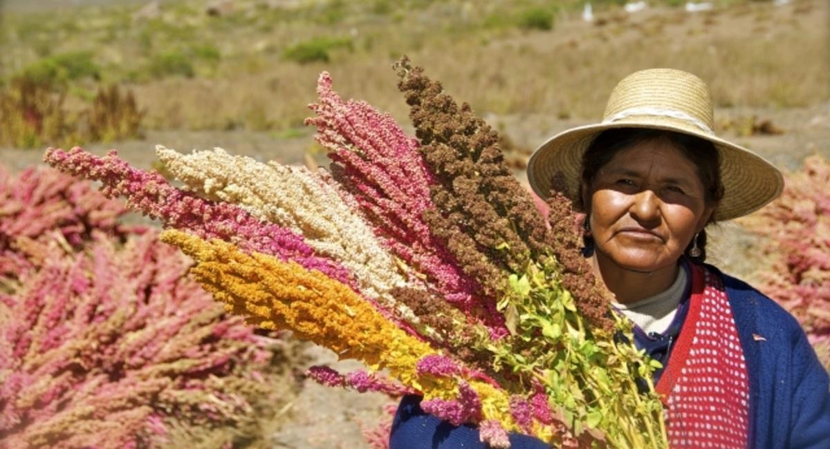El Bolivia se produce distintos tipos de quinua, sin embargo, la más reconocida es la quinua real. Foto: ABI