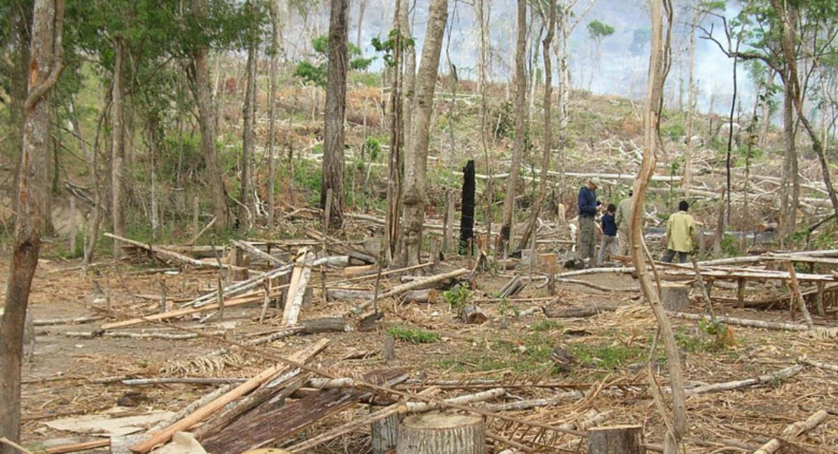 La pérdida promedio de bosque entre 2016 y 2020 fue de 260.000 hectáreas por año. Foto: Cámara Forestal de Bolivia
