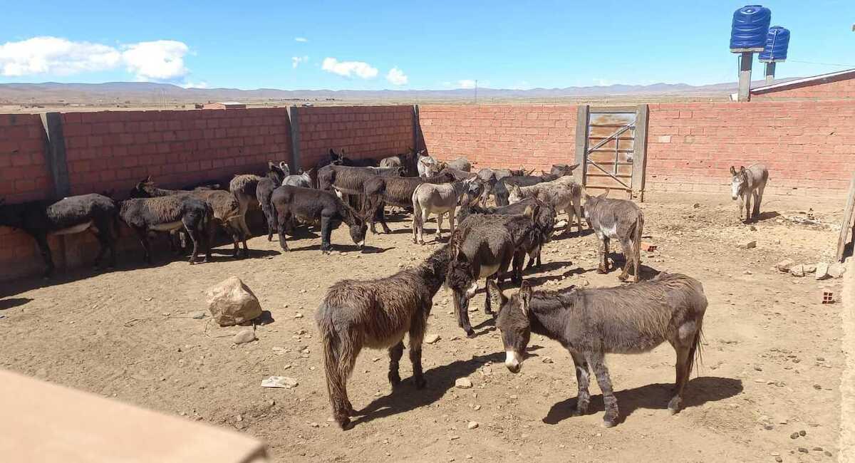 Una mesa técnica desarrollará una normativa específica destinada a la venta de carne de burro. Foto: Facebook Radio Pasankalla