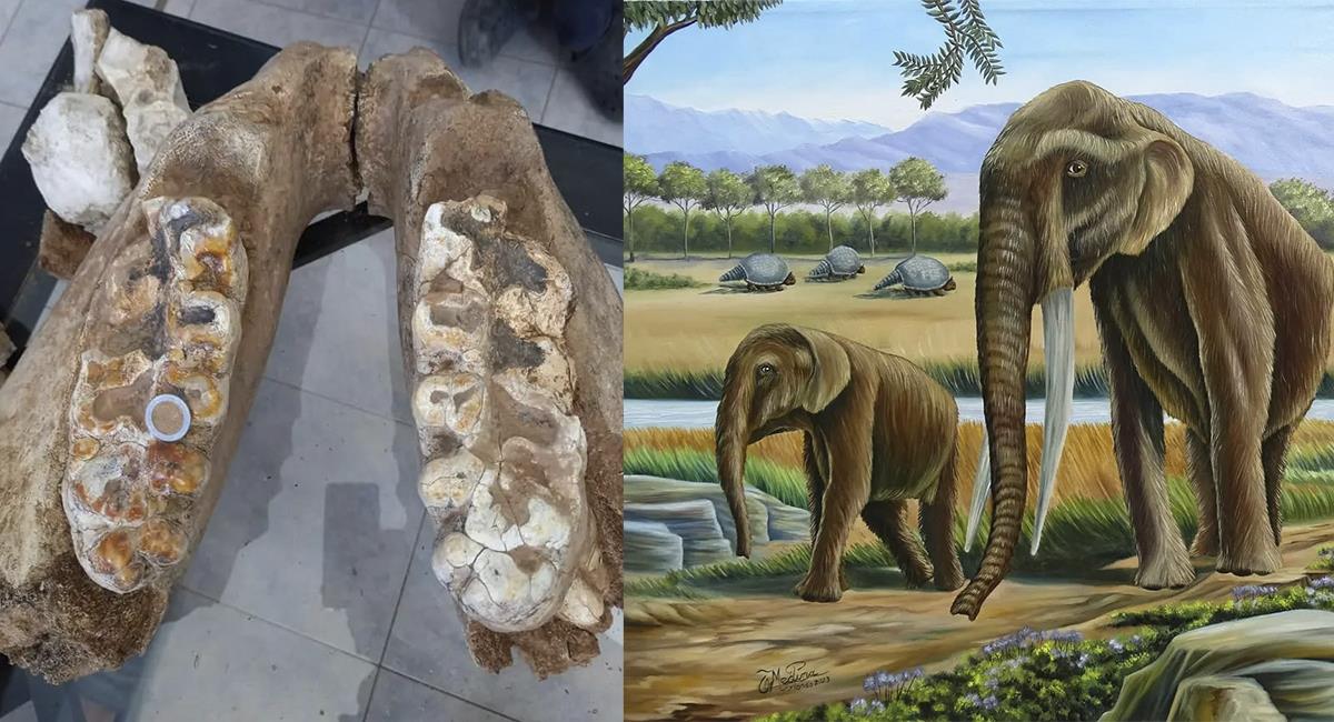 Este sería el segundo hallazgo paleontológico que se registró en Mojocoya en los últimos días. Foto: Facebook Facebook @VillaMojocoya