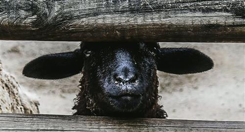 La oveja negra: El ritual satánico que dejó afectados psicológicamente a 10 jóvenes 