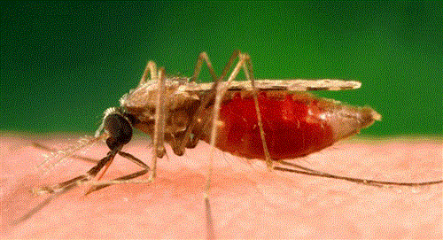 El Sedes reportó un brote de malaria en una comunidad de Pando
