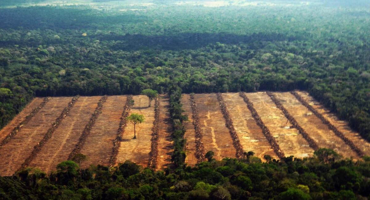 Según la FAN Bolivia y la RAISG Bolivia perdió 7.9 millones de hectáreas de bosque en los últimos 37 años. Foto: Mogabay Latam
