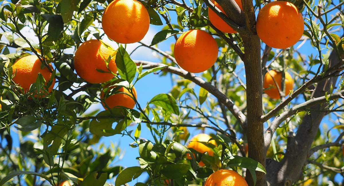 Los cítricos son las frutas más consumidas durante las épocas invernales. Foto: Pixabay