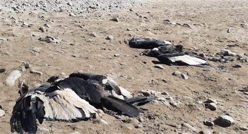 Investigan las causas de la muerte de los cinco cóndores encontrados a orillas del Pilcomayo