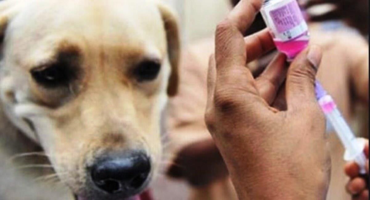 Autoridades proyectan vacunar a al menos tres mil canes en dicho sector. Foto: Ministerio de Salud