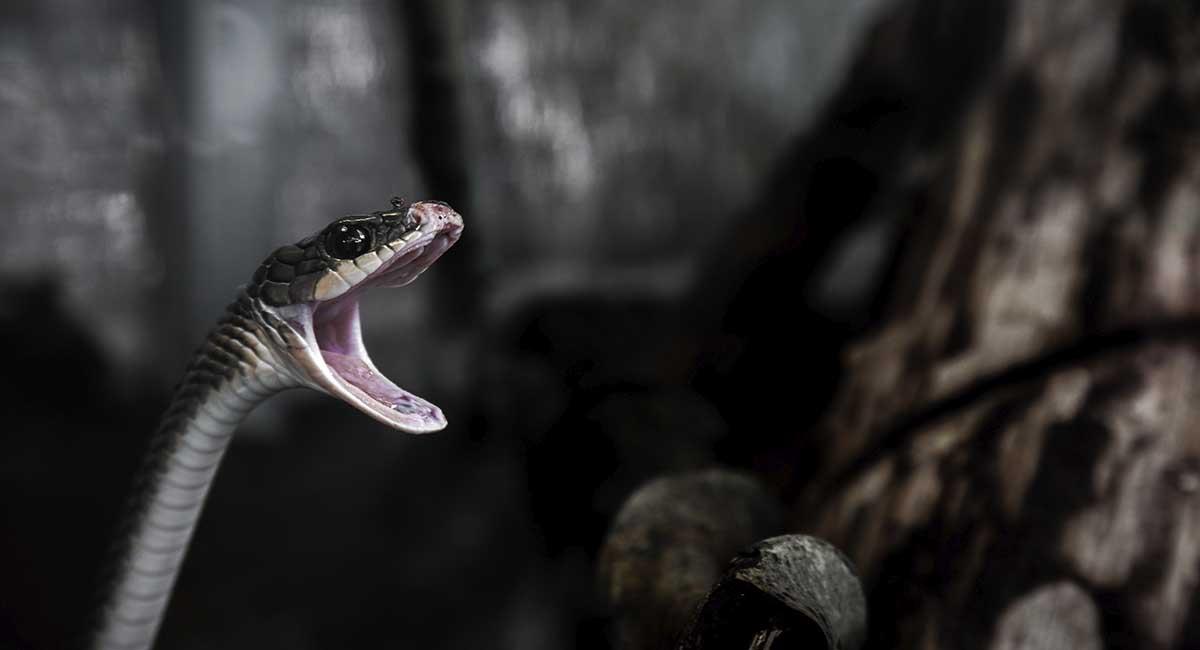 Las serpientes pueden tener un significado dependiendo de la circunstancia de tu sueño. Foto: Pexels