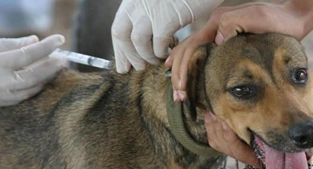 El último caso se registró en la ciudad de La Paz, se trataba de un can de 11 meses. Foto: ABI