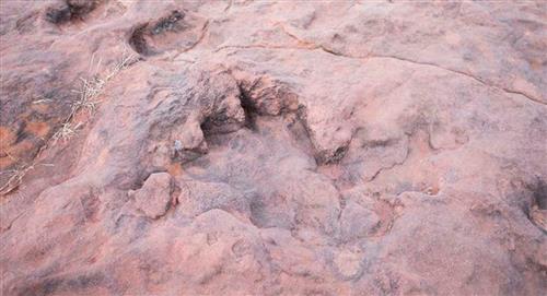 Hallan huellas de dinosaurios "en manadas" dentro un yacimiento de Tarija 