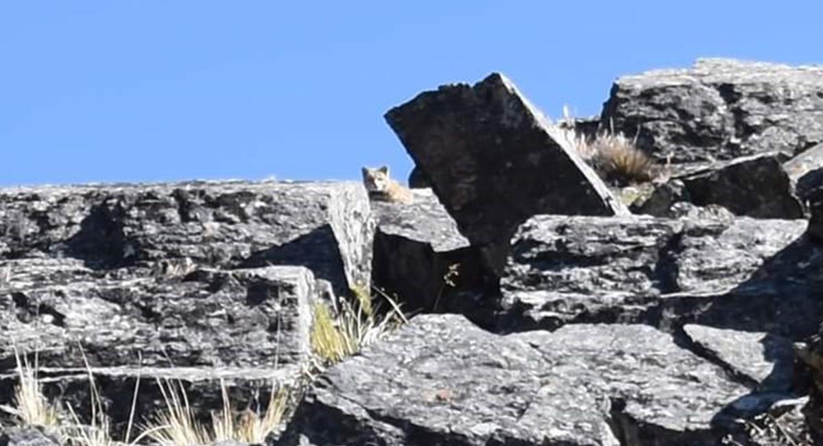 Los índigenas consideran que la presencia de este felino entre las montañas, es señal de buenos augurios. Foto: Twitter Captura @RadioConti66506