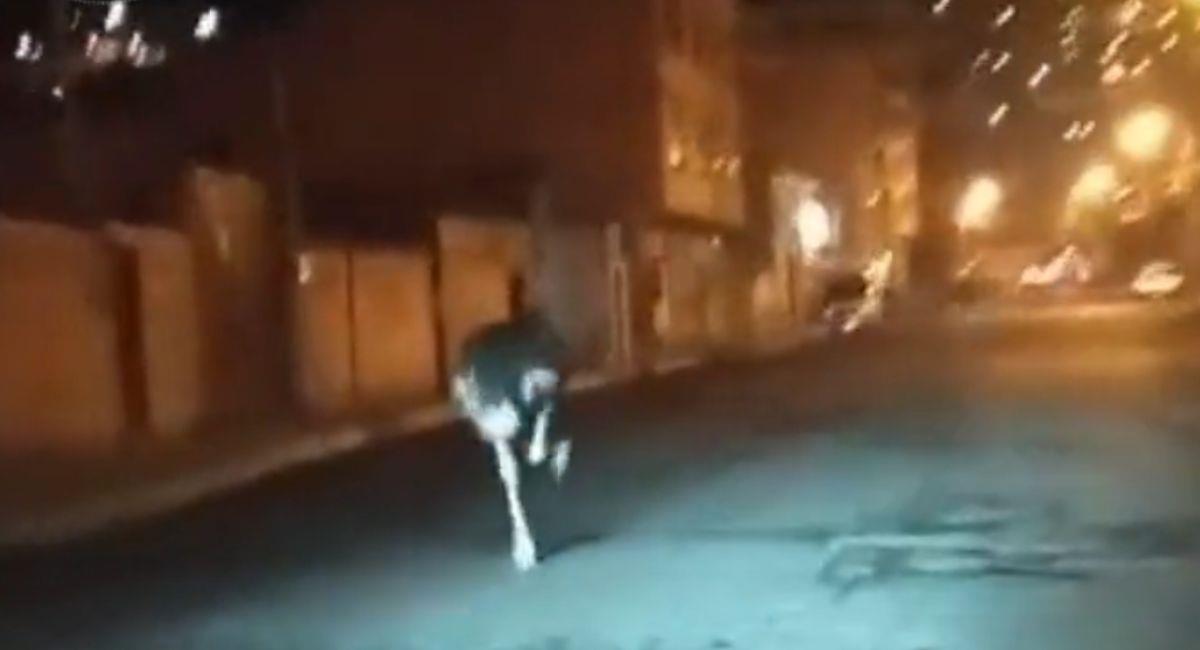 Los avestruces corrían aterradas por las calles. Aún se desconoce sí se escaparon de un lugar. Foto: Youtube captura video.