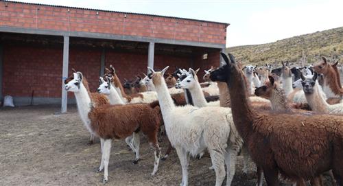Alertan sobre la perdida de ganado por la sequía en Potosí
