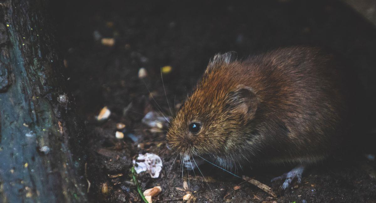 El hantavirus es una enfermedad es transmitida por roedores, como ratones y ratas. Foto: Pexels