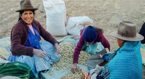 Bolivia exportó haba seca a los Emiratos Árabes