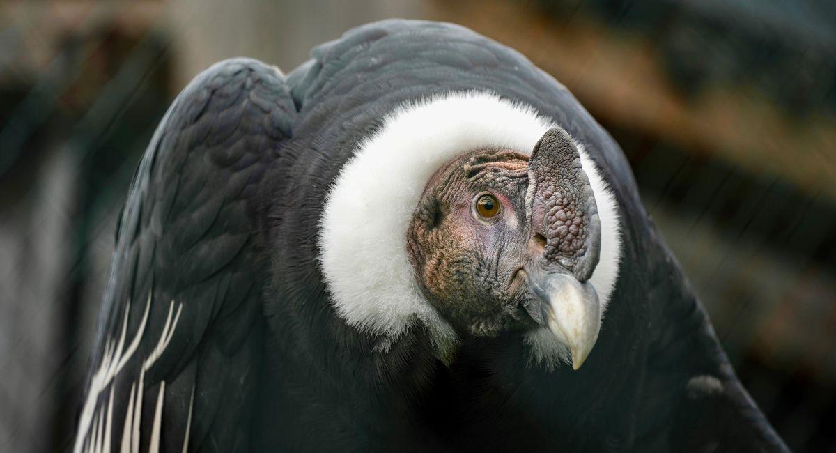 Esta norma tiene como objetivo la preservación de esta ave representativa de los Andes. Foto: Pexels