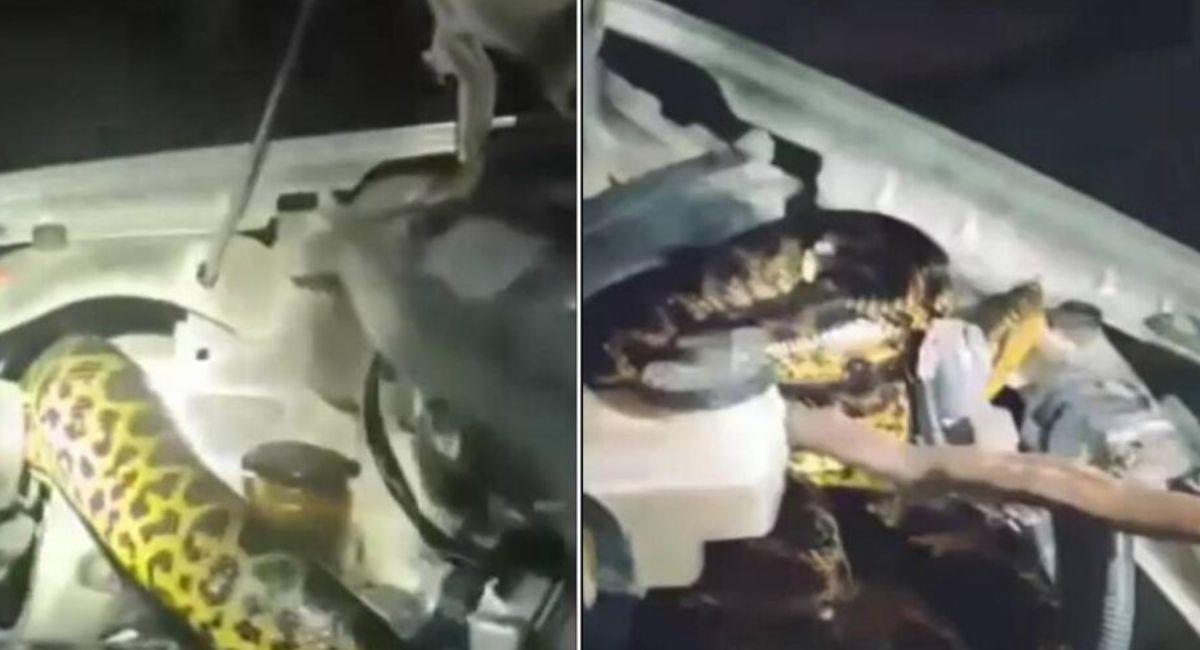 La serpiente estaba dentro del vehículo, escondida en el motor. Foto: Twitter Captura RRSS