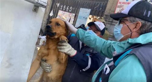 Rescatan a 35 mascotas de un albergue en la ciudad de La Paz