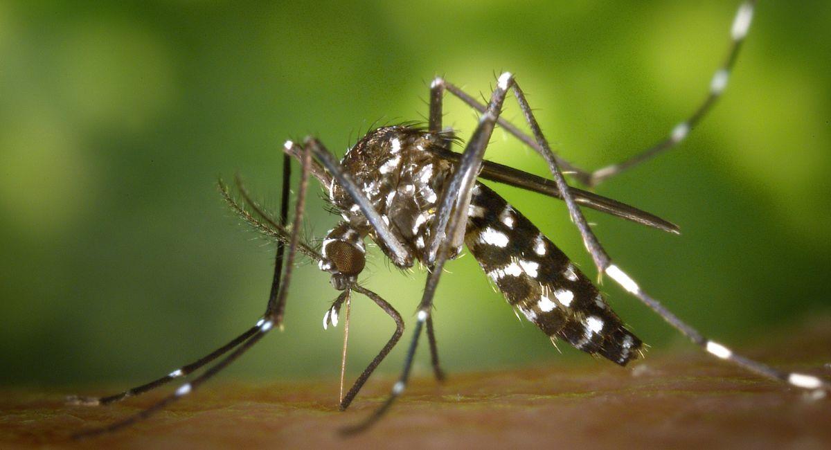 El incremento de casos de dengue fue registrado en casi el 70% de los municipios de Pando. Foto: Pexels