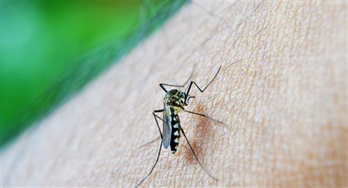 ¿Qué medidas tomar para no contraer dengue?