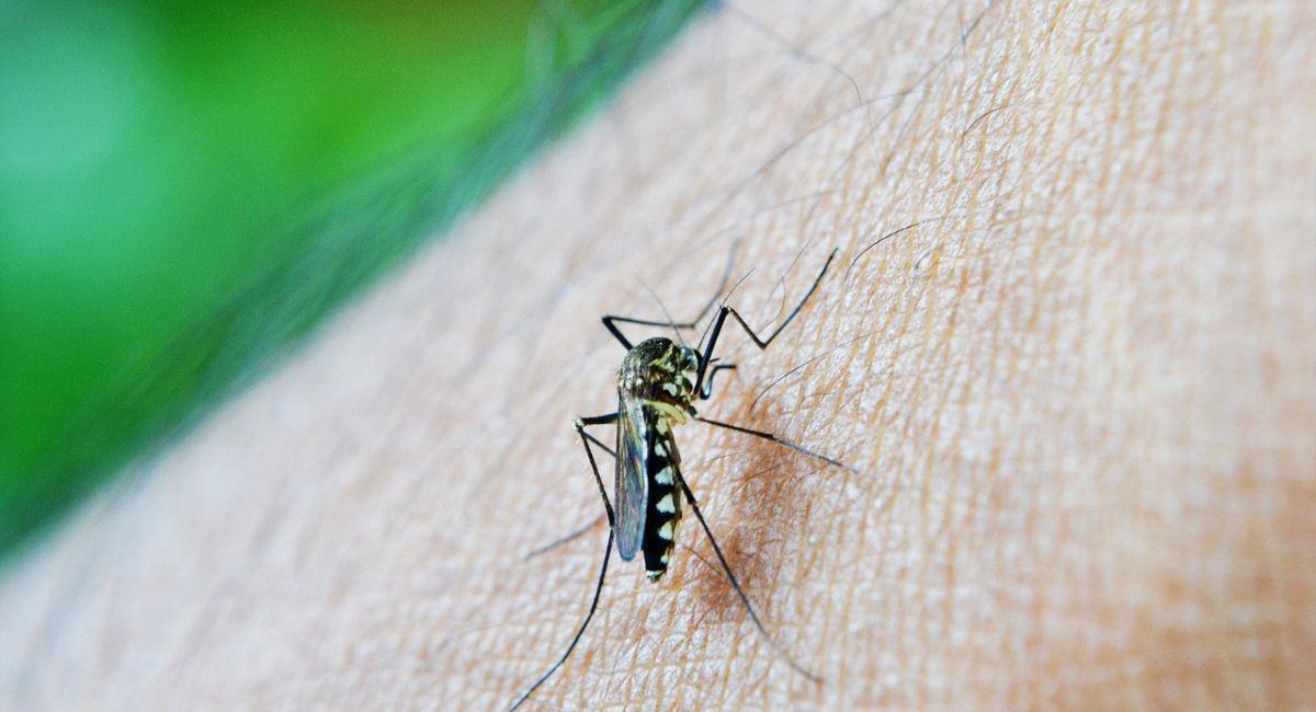 Esta enfermedad se suele presentar mayormente en sectores tropicales, cálidos y húmedos. Foto: Pixabay