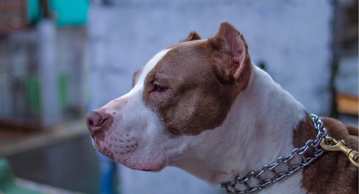 Uno de los canes fue sacrificado tras el ataque al hombre de 70 años. Foto: Pixabay