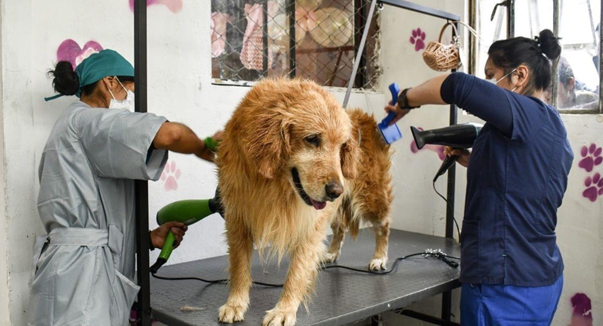 Limpias aclaró que dos reclusas tienen formación en veterinaria, cuidado de animales y cortes de mascotas. Foto: Facebook Dirección de Régimen Penitenciario
