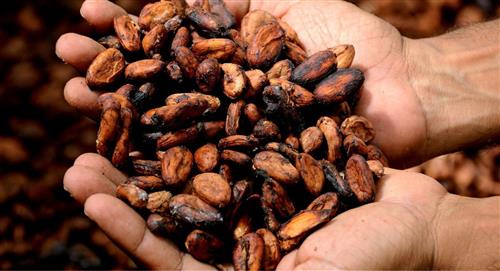 Bolivia obtuvo dos premios en el "Cacao of Excellence Awards"
