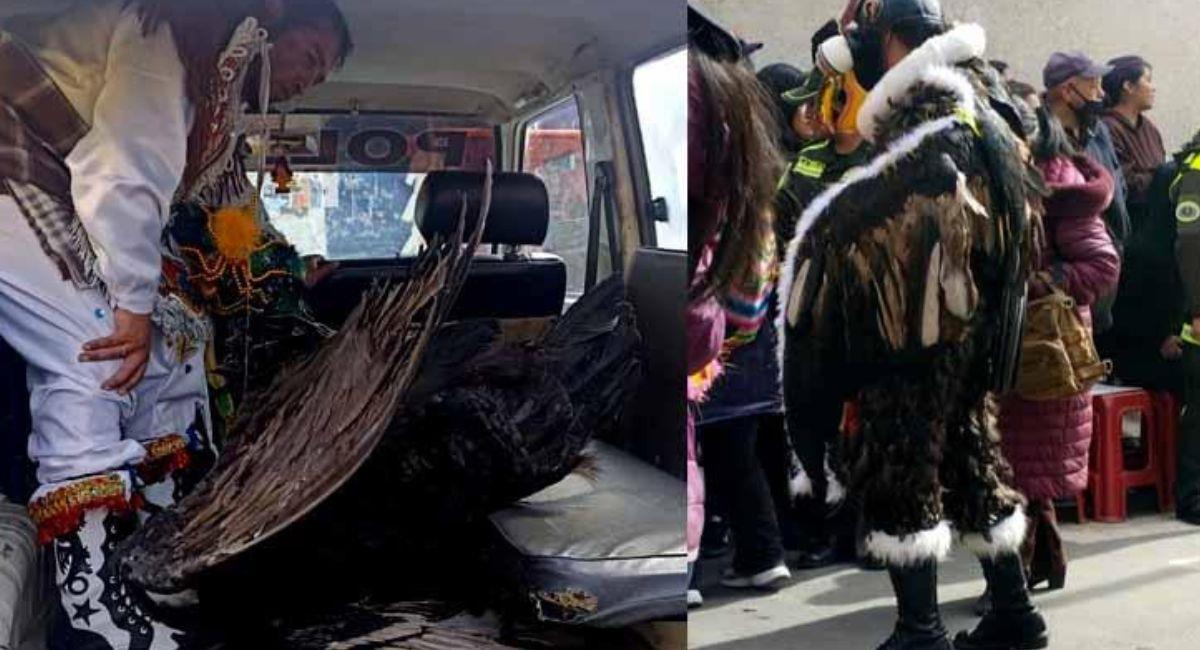 El traje tenía partes del cóndor andino y sus plumas, el hecho generó indignación. Foto: TikTok Captura vídeo.