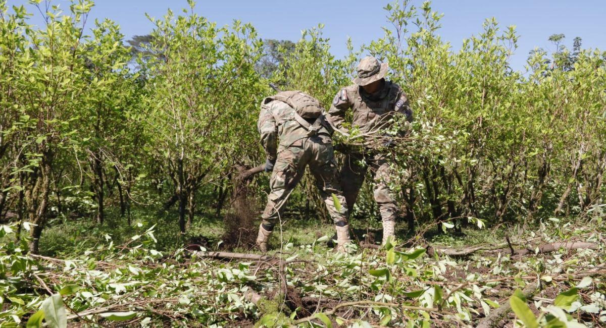 La labor de erradicación de cultivos excedentarios de hoja de coca será ejecutada por la Fuerza de Tarea Conjunta. Foto: ABI