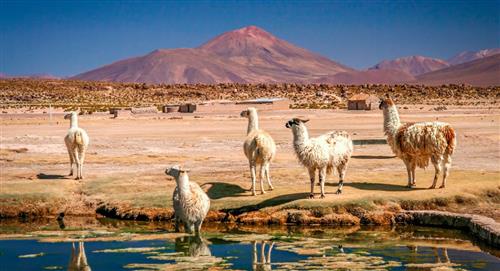 Llamas y alpacas en peligro por el cambio climático en Bolivia