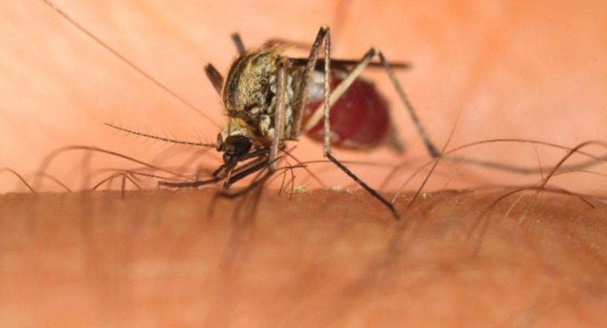 El mosquito culex es mucho más resistencia al frío que el Aedes aegypti. Foto: Twitter Captura referencial @FormacionySalud