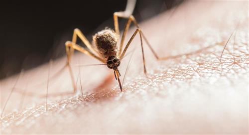 Dengue en Cochabamba: Ya suman 1.200 casos y declaran alerta sanitaria
