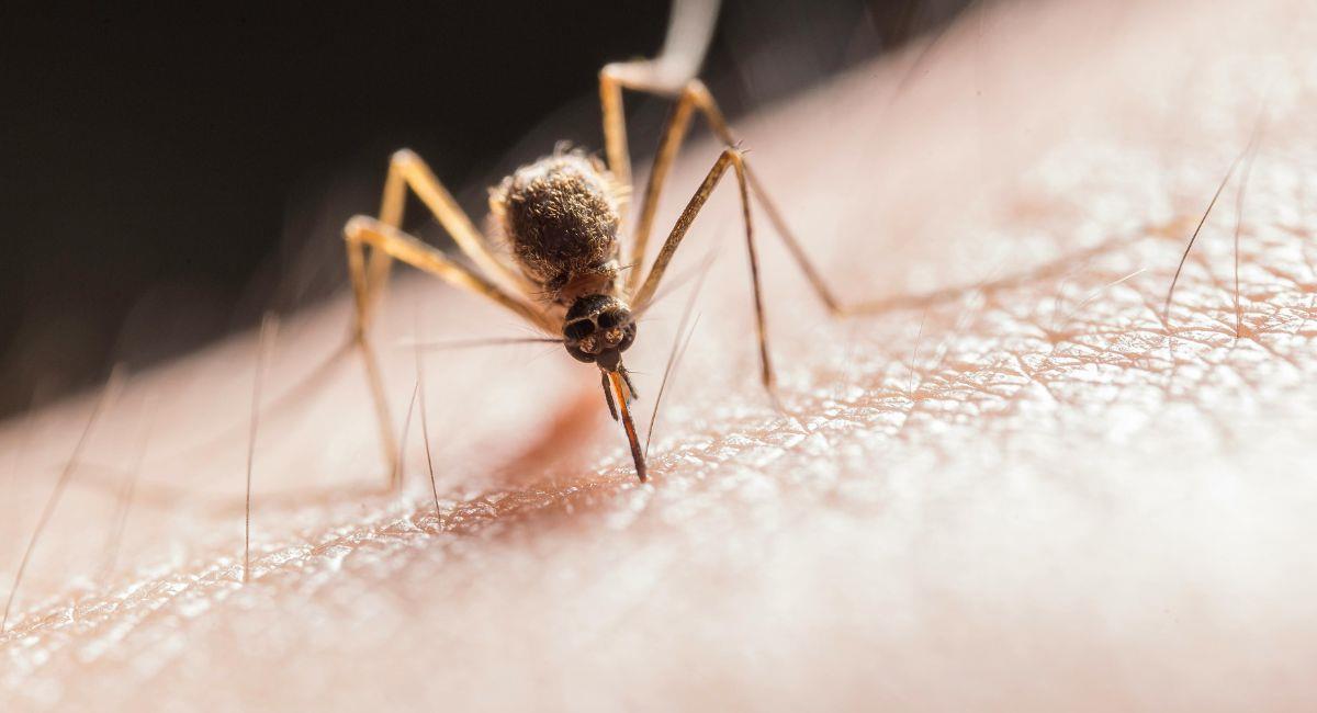 Se recomienda a la población tomar todas las medidas necesarias para evitar la proliferación de los mosquitos. Foto: Pexels