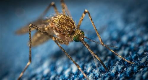 Hasta la fecha 103 casos de dengue se reportaron en Santa Cruz