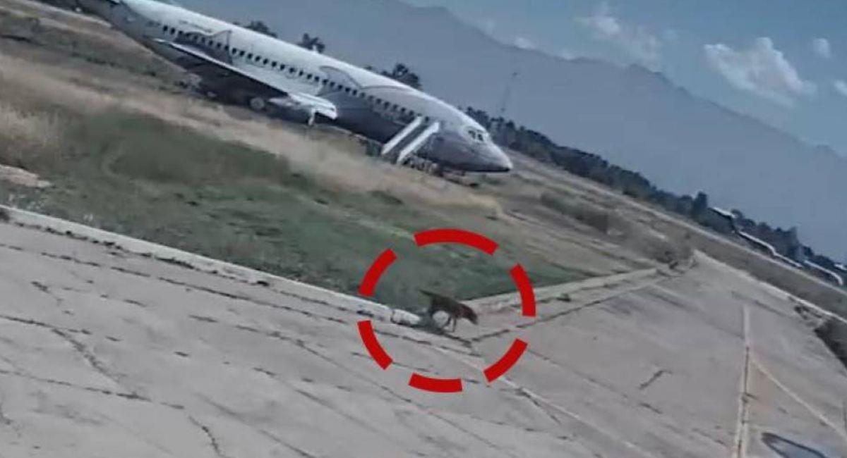 Las imágenes del perro, caminando cerca de la pista de aterrizaje generó polémica en redes ante el riesgo. Foto: Twitter Captura video.
