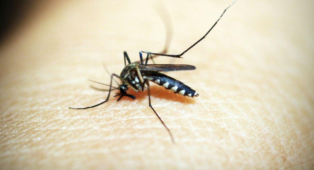 Cabe señalar que el dengue es transmitido por un mosquito que prolifera en sectores cálidos y húmedos. Foto: Pexels