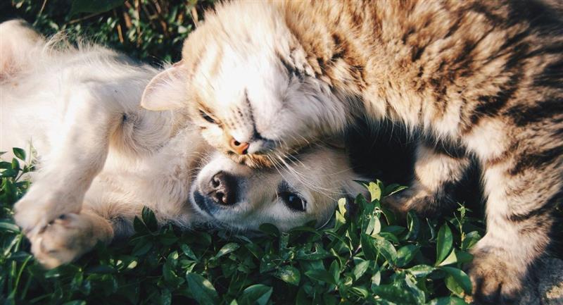 ¿Qué beneficios tiene la esterilización de las mascotas?