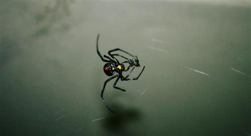 Niña de 7 años falleció tras ser picada por una araña viuda negra